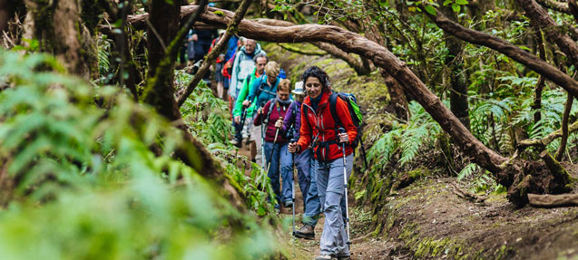 Hiking in the laurel forest